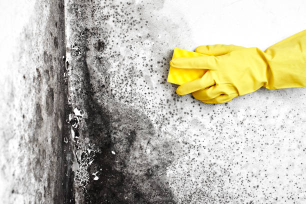 Best Attic Mold Removal  in Pelham, AL