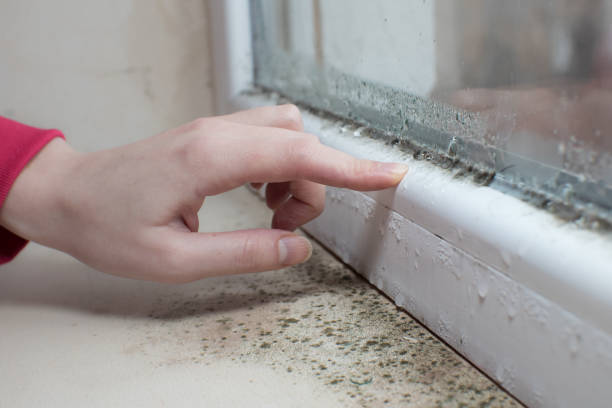 Best Mold Odor Removal Services  in Pelham, AL