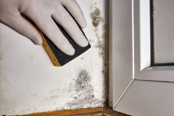 Best Emergency Mold Remediation  in Pelham, AL